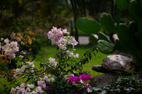 Mexican Garden