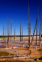 Bobby Socks Trees (P)
