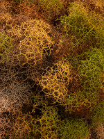 Living Tumble Weed (P)