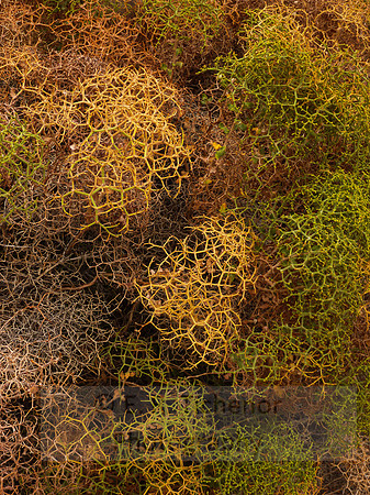 Living Tumble Weed (P)