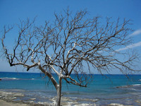Tree With a View