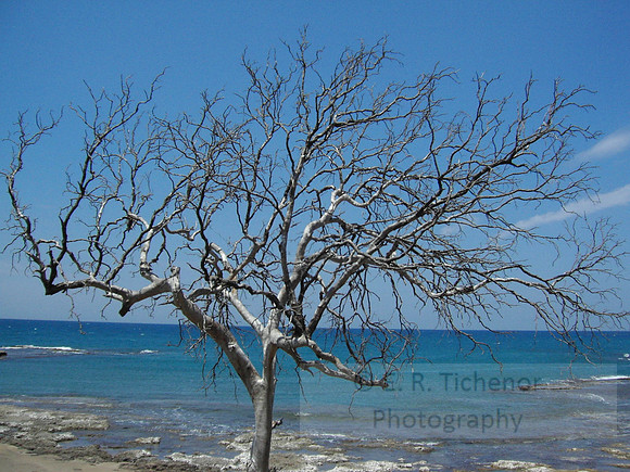 Tree With a View