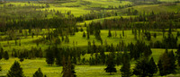 Trees Through the Forrest