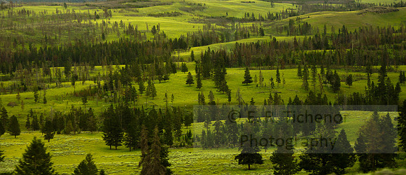 Trees Through the Forrest