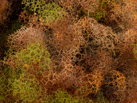 Living Tumble Weed (L)