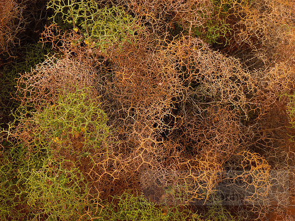 Living Tumble Weed (L)