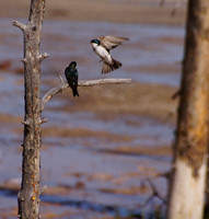 Birds Yellowstone 1