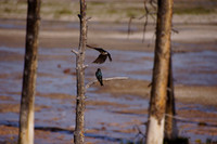 Birds Yellowstone 2