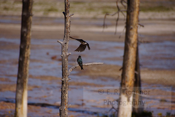 Birds Yellowstone 2
