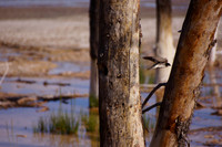 Birds Yellowstone 3