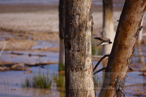 Birds Yellowstone 3